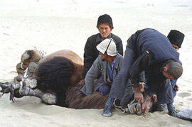 
Chemins vers l'Orient, Chine. Désert du Taklamakan (Xinjiang), pose d'une cheville en bois au tr...