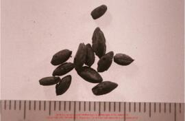 Khirokitia, graines (blé, orge, olive) et graphiques