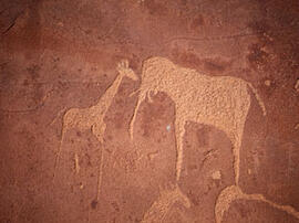 
Des peintures rupestres d'Afrique Australe. Namibie. Gravures représentant des girafes et un élé...