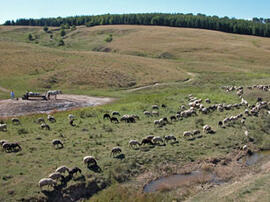 
Du sel et des hommes : approches ethnoarchéologiques. La Moldavie. Troupeau des bergeries enviro...