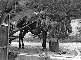 
Le Japon de 1937 à 1939 vu par André Leroi-Gourhan, la vie agricole. Un cheval, une charrette et...