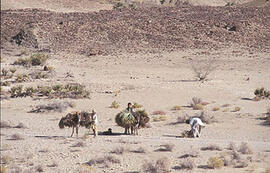
Chemins vers l'Orient, Pakistan. Turbat, collecte d'herbes sèches pour le combustible et de palm...