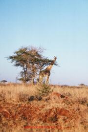 Les girafes d'Isenya. Diapositives 1219-1223