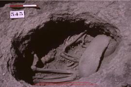 Khirokitia, sépulture 343