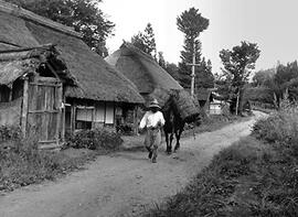 
Le Japon de 1937 à 1939 vu par André Leroi-Gourhan, la vie agricole. Un cheval de portage, à Fur...