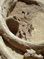 
Gontsy (Ukraine), un site à cabanes en os de mammouths du paléolithique supérieur récents. Le ma...
