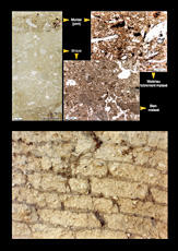 
Reconstitution de l'habitat néolithique à Khirokitia (Chypre). Mur de briques blanches, liées av...